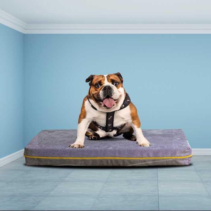 Cuccia per animali online