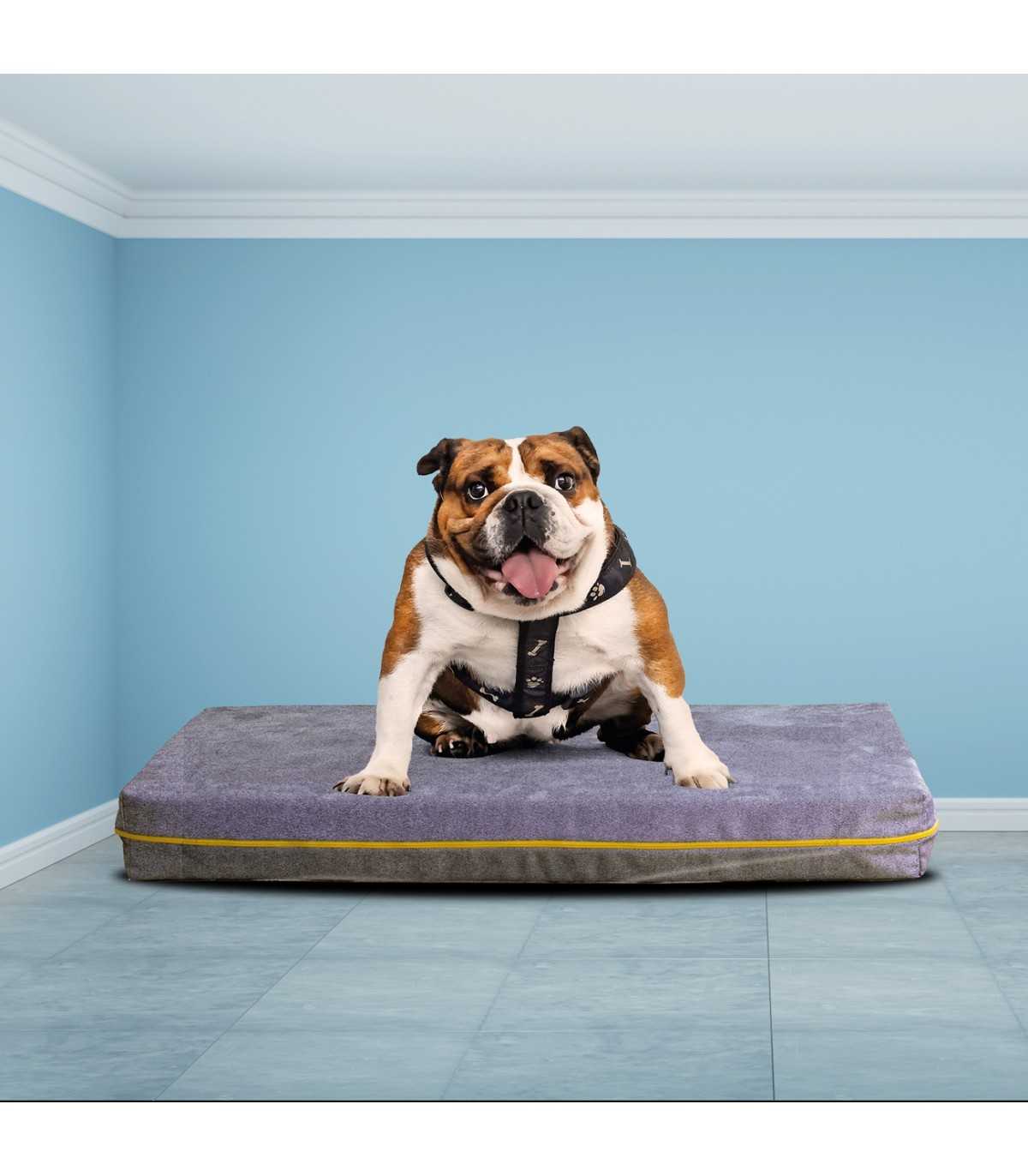 Cuccia per animali online